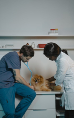 Veterinario titleVeterinario 24h